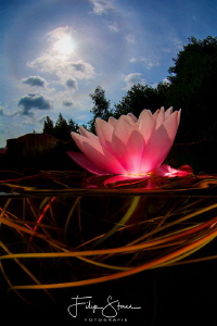 "Let there be light", Waterlily, Turnhout, Belgium. by Filip Staes 